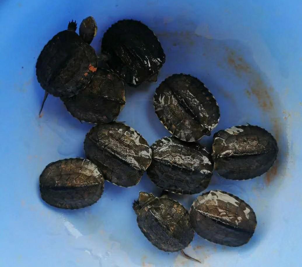 甲鱼和乌龟能一起养吗，哪个好养活，甲鱼的养殖方法与技术甲鱼主要食物