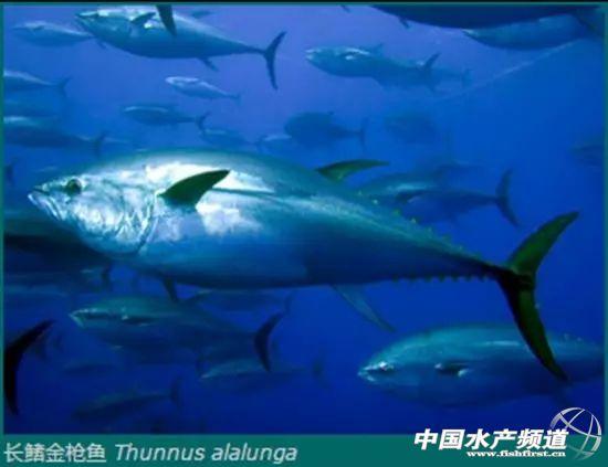 大金枪鱼的特征和特性介绍，金枪鱼有几种品种图片大全