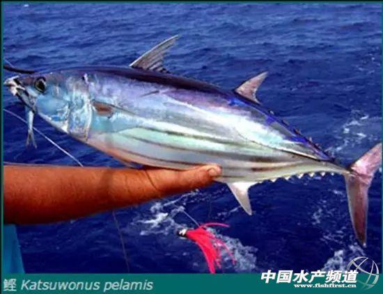 大金枪鱼的特征和特性介绍，金枪鱼有几种品种图片大全