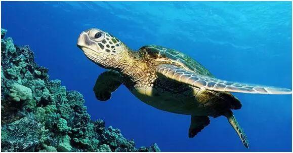 海龟最长寿的海洋生物，海龟最长能活多少岁