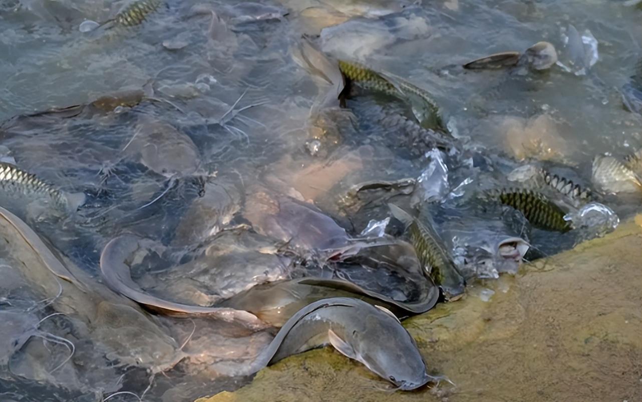 吃鱼粪便的鱼叫什么鱼，鲶鱼是在化粪池里养的吗
