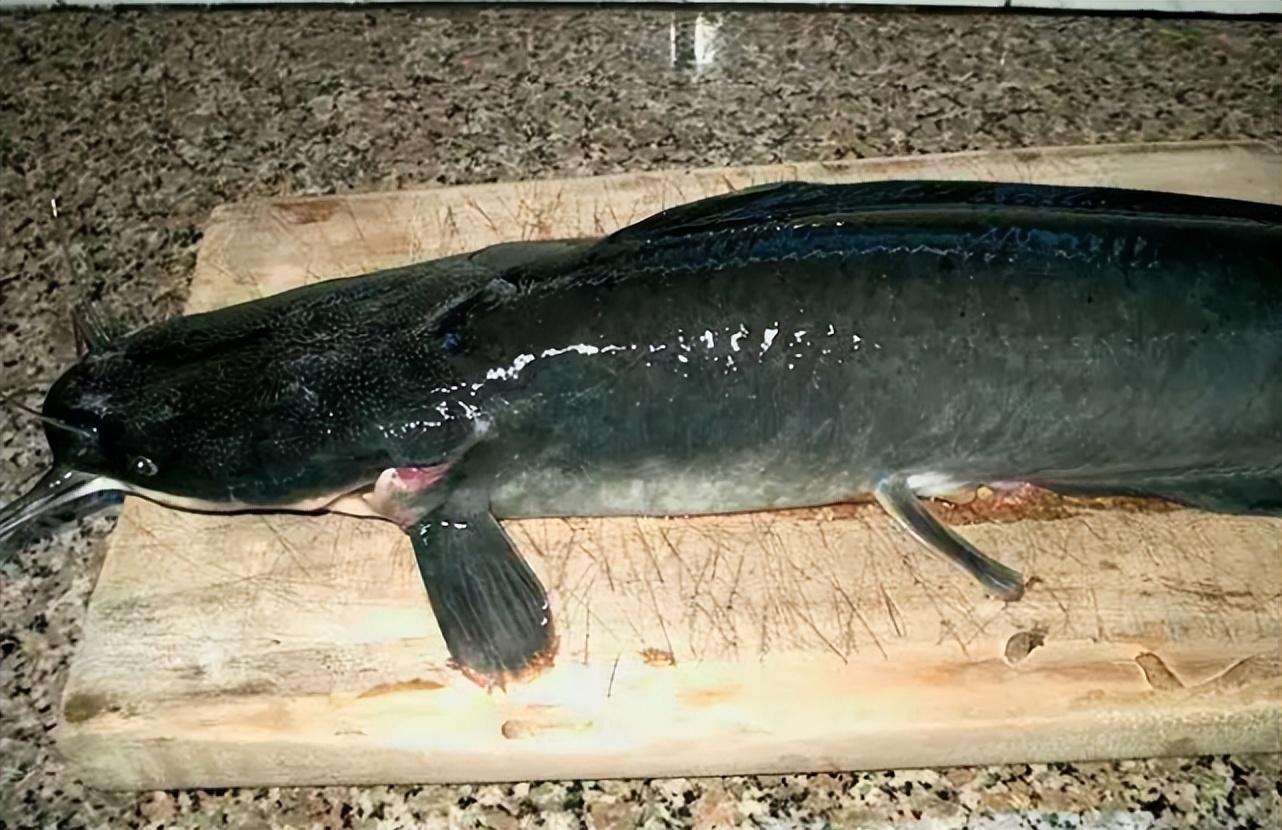 吃鱼粪便的鱼叫什么鱼，鲶鱼是在化粪池里养的吗