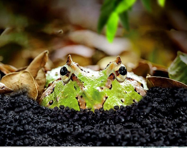 角蛙多久喂一次怎样才是科学喂养，饲养角蛙要注意什么事项和细节