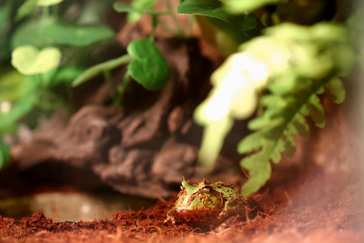 角蛙多久喂一次怎样才是科学喂养，饲养角蛙要注意什么事项和细节