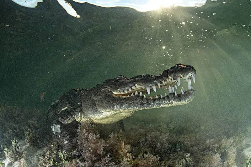 水獭吃鳄鱼谁厉害？水獭可以咬穿鳄鱼的硬甲吗