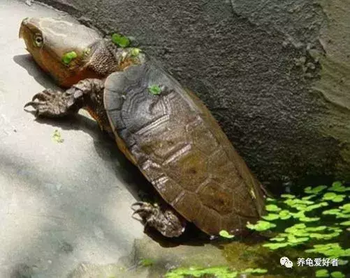中华龟适合水养,还是干养，乌龟干养的方法及注意事项