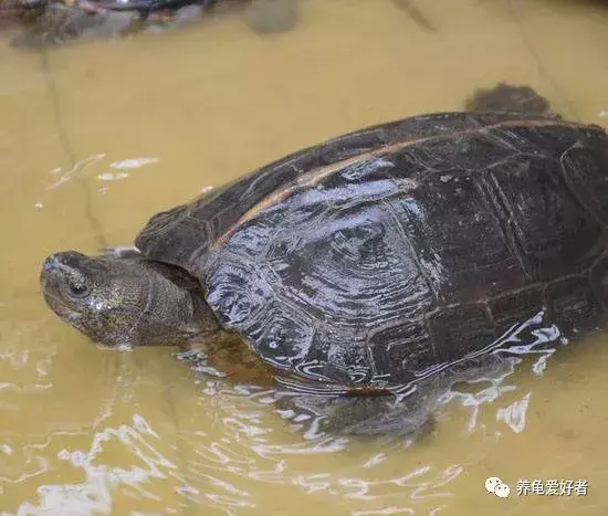 中华龟适合水养,还是干养，乌龟干养的方法及注意事项