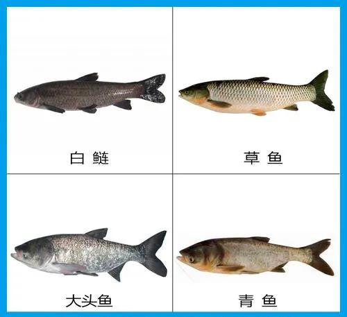 鱼是动物吗属于什么科类，鱼是什么动物类型