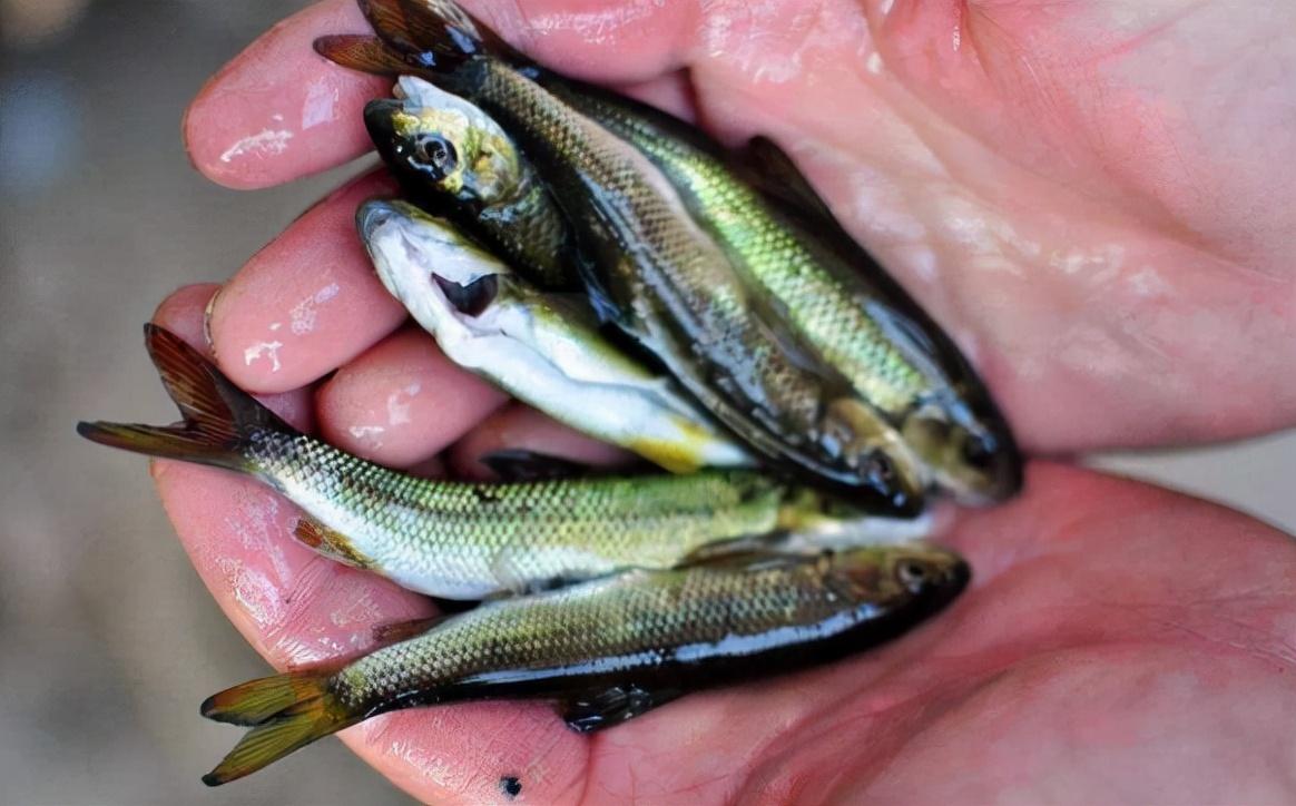 溪鱼品种大全及名称图解，小溪的野生鱼有哪些品种