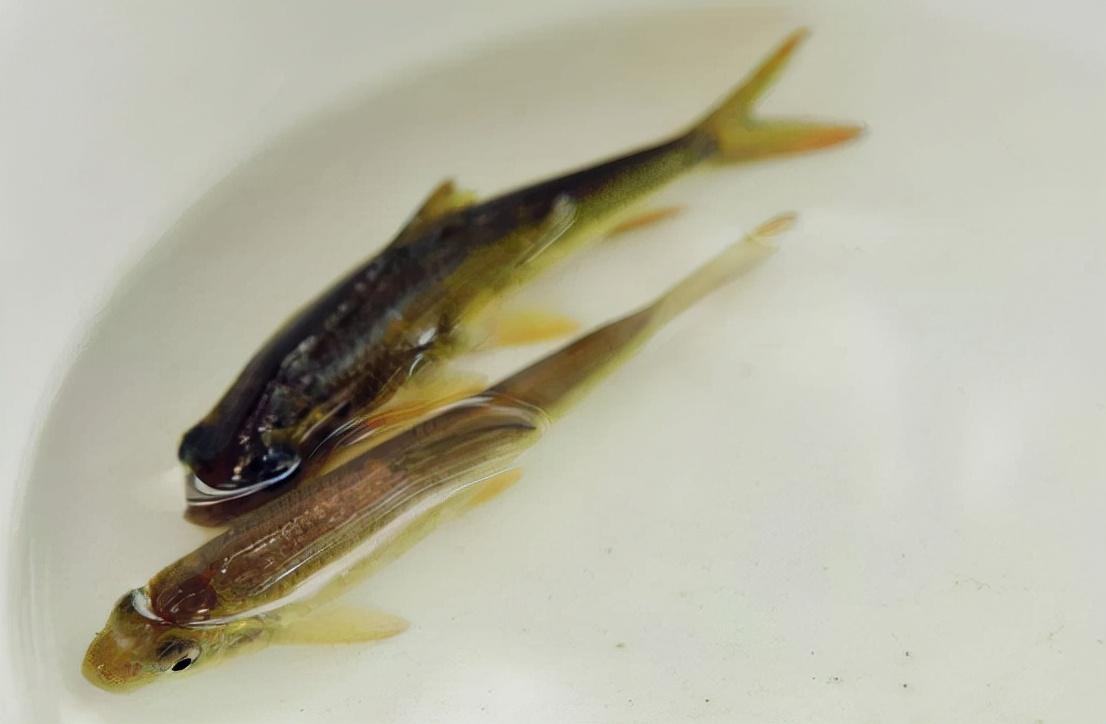 溪鱼品种大全及名称图解，小溪的野生鱼有哪些品种