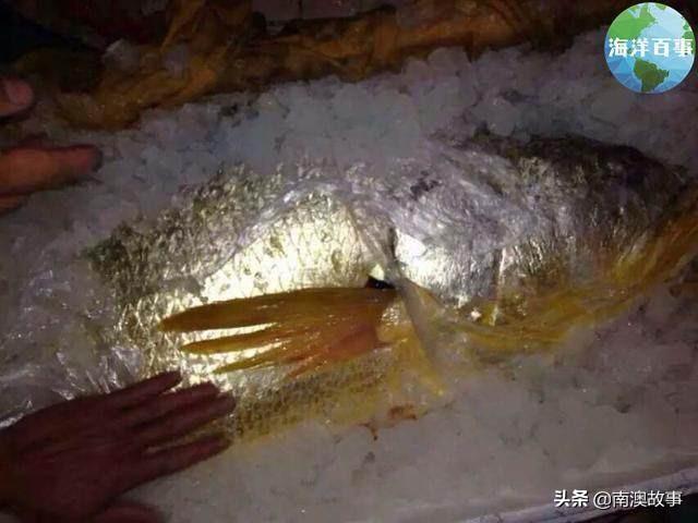 白花鱼是什么鱼刺多吗，石首鱼是什么鱼类图片