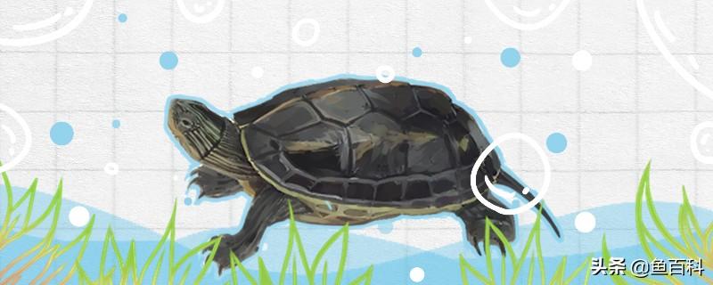 珍珠龟为什么没人养不活，珍珠龟的正确饲养方法图解