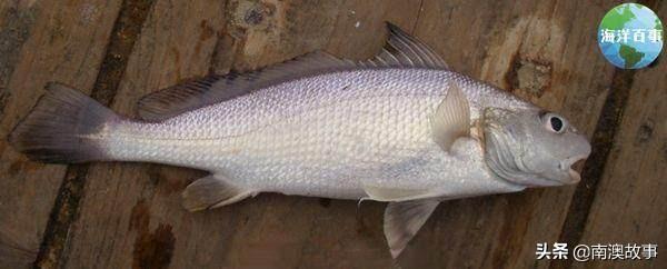 白花鱼是什么鱼刺多吗，石首鱼是什么鱼类图片
