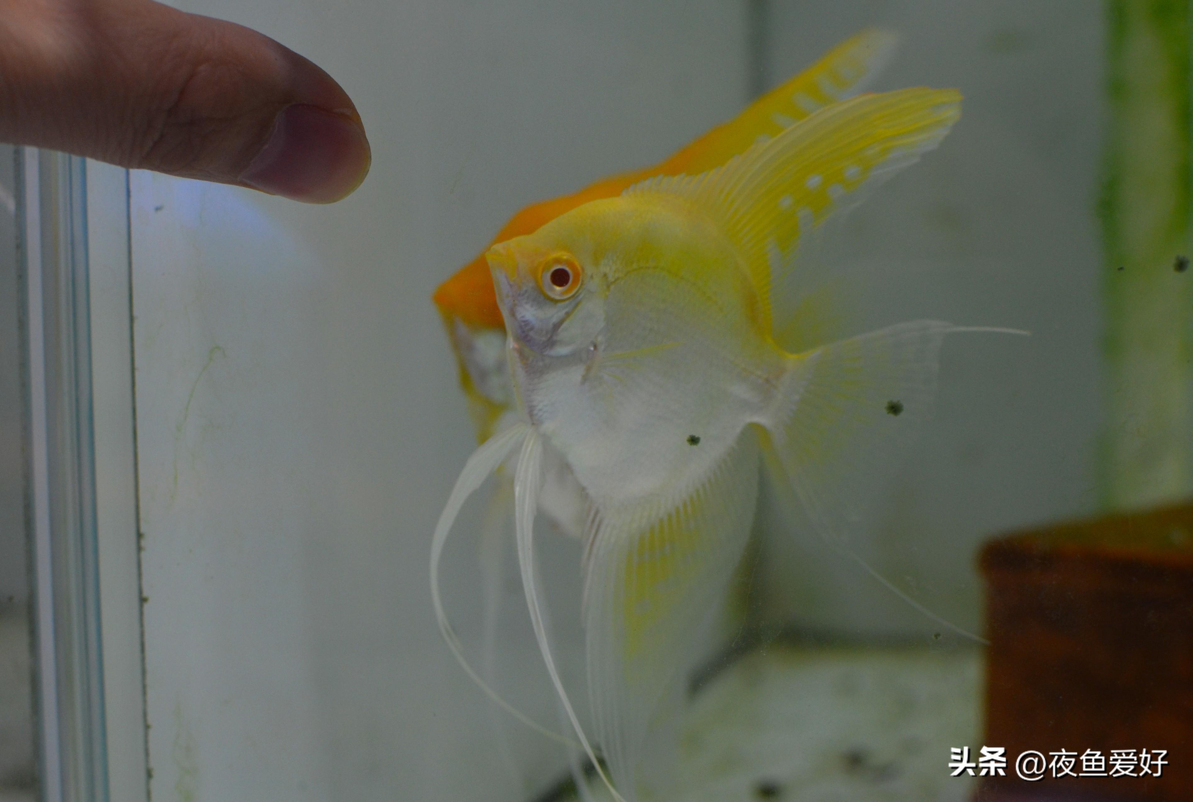 人工孵化鱼卵教程图解，神仙鱼的养殖方法和注意事项