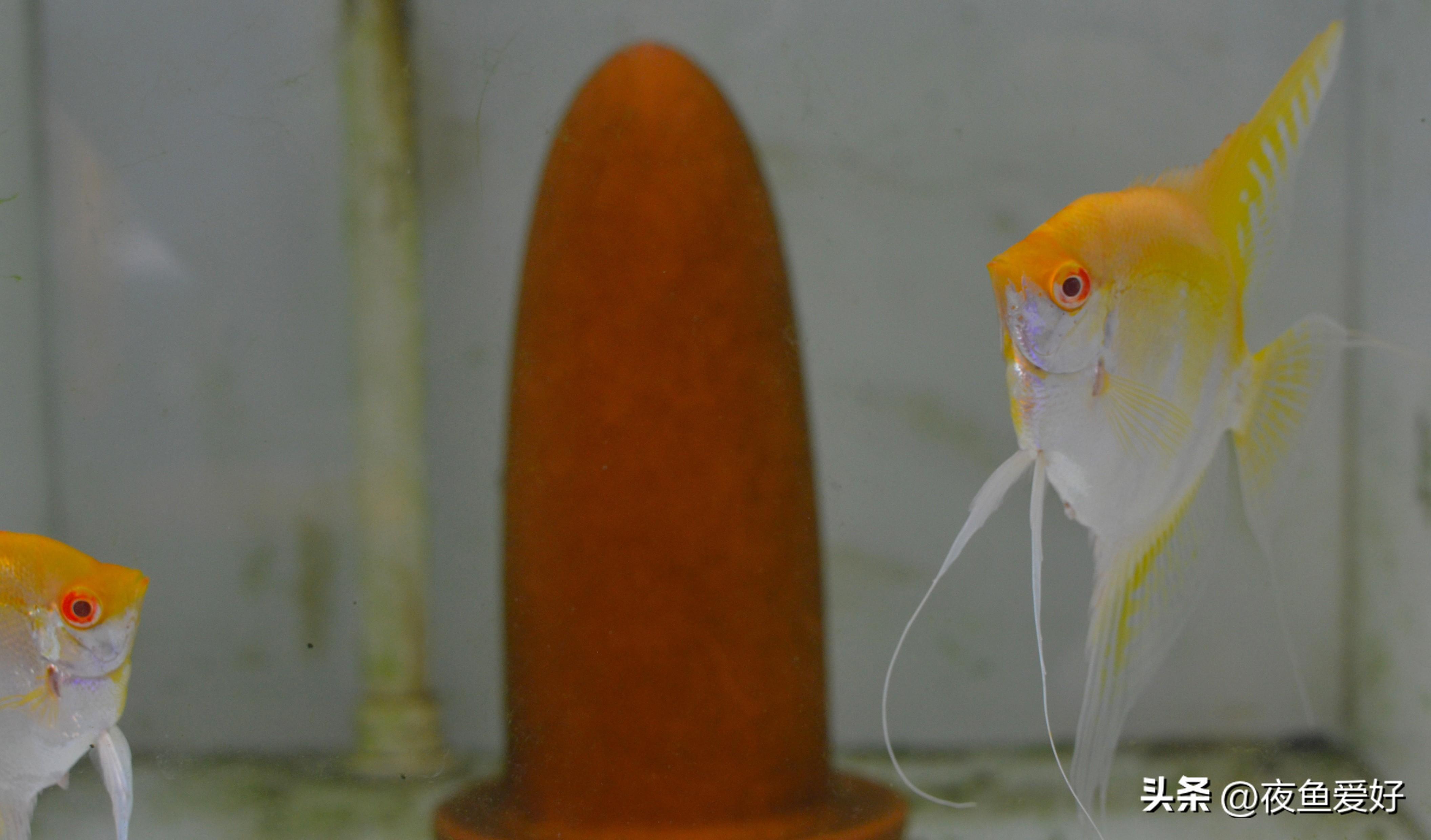 人工孵化鱼卵教程图解，神仙鱼的养殖方法和注意事项