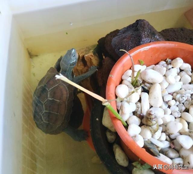 乌龟严重腐皮怎么治疗，花龟腐皮腐甲治疗教程图解
