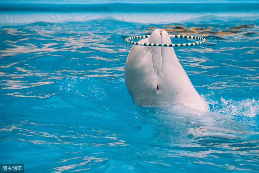 白鲸和海豚的区别在哪里，海豚和白鲸哪个更聪明