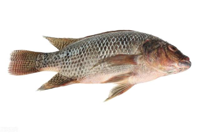 鲤鱼与草鱼：异香扑鼻的鱼类差异（味道、特征与生境的差异，一探鲤鱼与草鱼之别。）