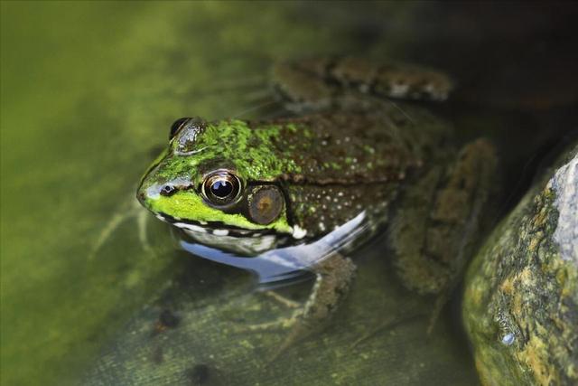 青蛙怎么叫——探究其声音的奥秘，了解青蛙鸣叫的频率和方式，揭示其行为习性。