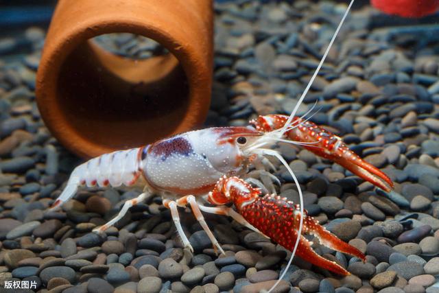 小龙虾的饲养环境是否适合鱼缸？（需注意鱼缸尺寸、水质等问题。）