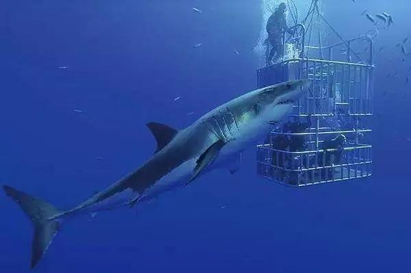 如何观赏鲨鱼（全面了解观赏鲨鱼的方式与注意事项）