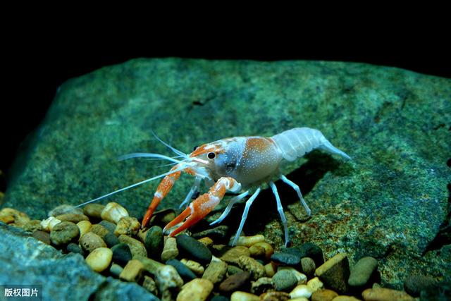 小龙虾的饲养环境是否适合鱼缸？（需注意鱼缸尺寸、水质等问题。）