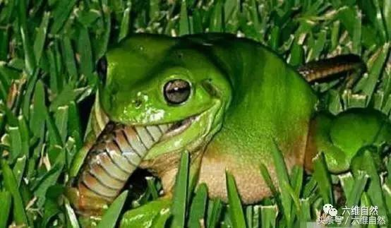 蛇会吞食青蛙吗？（探索蛇和青蛙的捕食关系。）