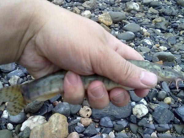了解河里常见的小鱼品种，探索生态丰富、形态多样的河中精灵