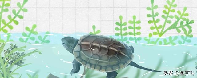 草龟干养还是水养好（选择适宜的养殖环境，确保龟龟健康）