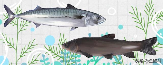 鲅鱼和青鱼的区别（了解鱼类的不同品种特点，满足你的口味需求！）