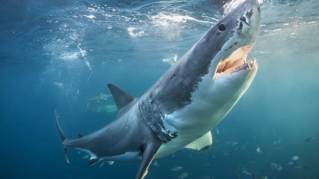 比较大白鲨和虎鲸的威力（谁才是海洋中的霸主？）