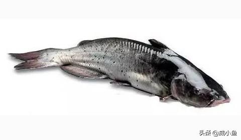 清江鱼和鲶鱼的区别有哪些？两种鱼类的外观、口感及营养成分解析