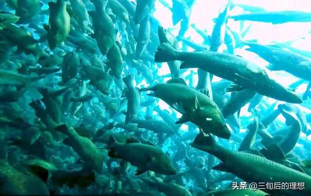 武昌鱼的生活环境是淡水还是海水？（探究武昌鱼的栖息地与生存特点。）