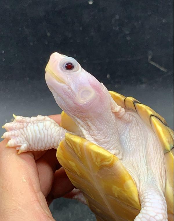 巴西龟的体型有多大？（揭秘巴西龟的壮丽身躯，让你拍案叫绝！）