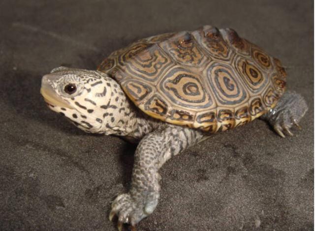 巴西龟的体型有多大？（揭秘巴西龟的壮丽身躯，让你拍案叫绝！）