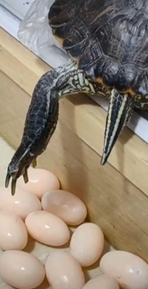 乌龟下蛋预示着什么？（暗示着繁衍生息和自然生态的延续。）