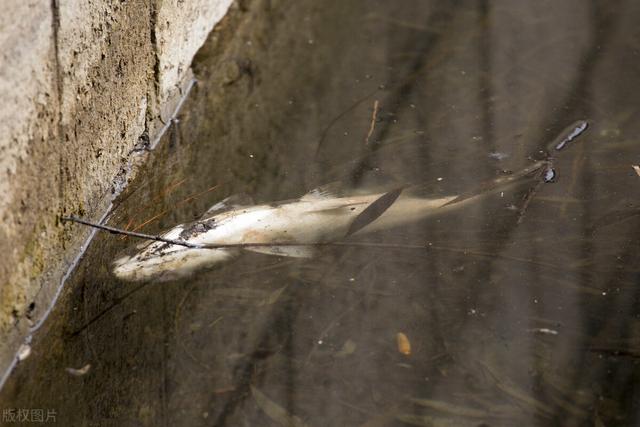花鲢鱼刺是否多？了解鱼类刺的数量与大小对于安全食用很重要。