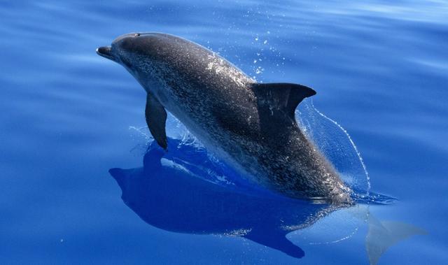 海豚的呼吸方式揭秘（它们如何通过皮肤获得氧气？）
