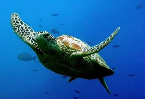 海龟的特点（探索海龟的生态习性和独特特征，领略其迷人之处）