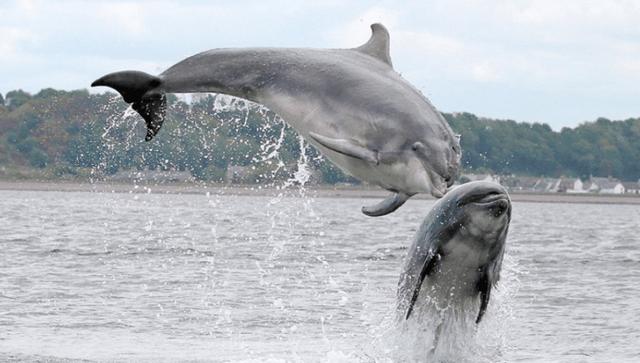 海豚怎么交配（详解海豚的交配方式和繁殖习性）