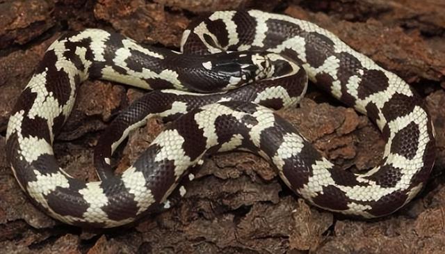 黑白王蛇的特点和适宜生活环境（介绍黑白王蛇的特点和适宜生活环境条件）