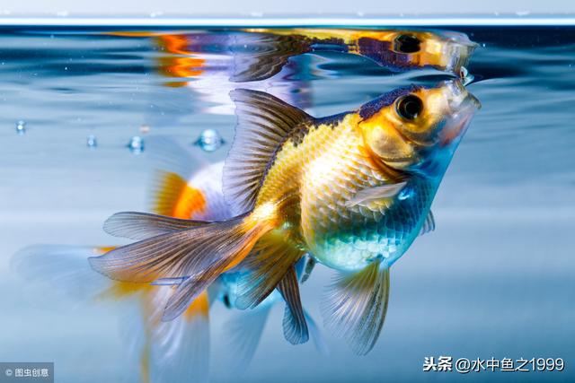 金鱼每天喂几次食物（金鱼的饮食频率）