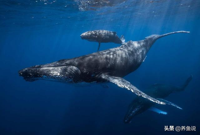 鲸鱼的寿命有多长 (了解鲸鱼的寿命和个体差异)