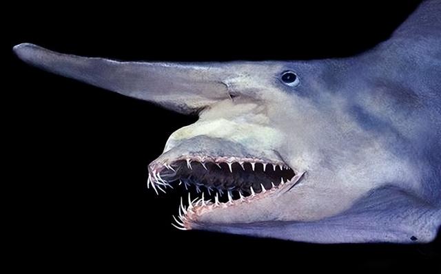 哥布林鲨鱼（介绍哥布林鲨鱼的特点与习性）