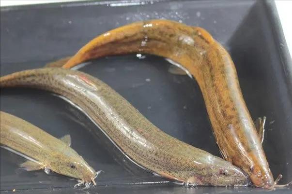 条鳅（了解条鳅鱼的生态习性和人工养殖技术）