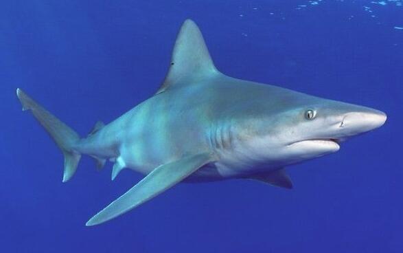 海豚为什么不怕鲨鱼（探究海豚与鲨鱼相处的原因）