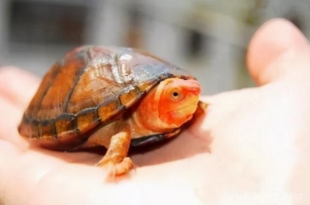 红面龟（种类、外观特征）