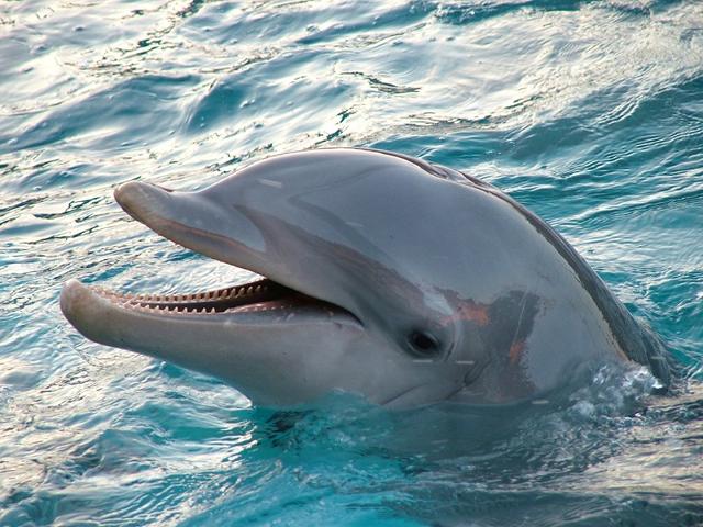 海豚是哺乳动物吗？（弄清楚海豚的分类）