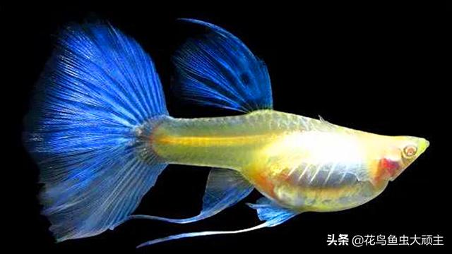 杂袍孔雀鱼的特点和习性（杂袍孔雀鱼的外貌、生活习性等）