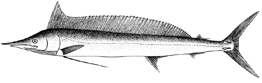 剑旗鱼（介绍剑旗鱼的特点、分布和钓鱼技巧）